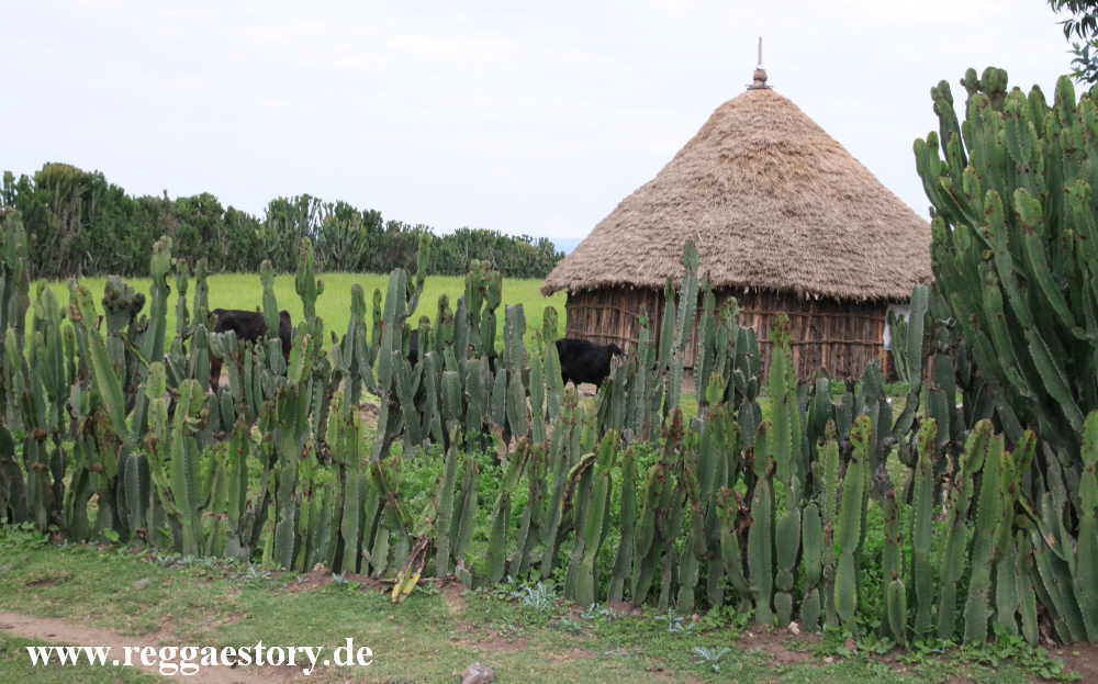 Ethiopia - Oromia - Euphorbien