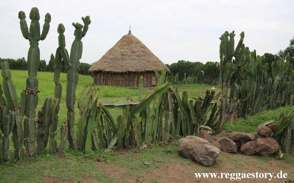 Ethiopia - Oromia - Euphorbien