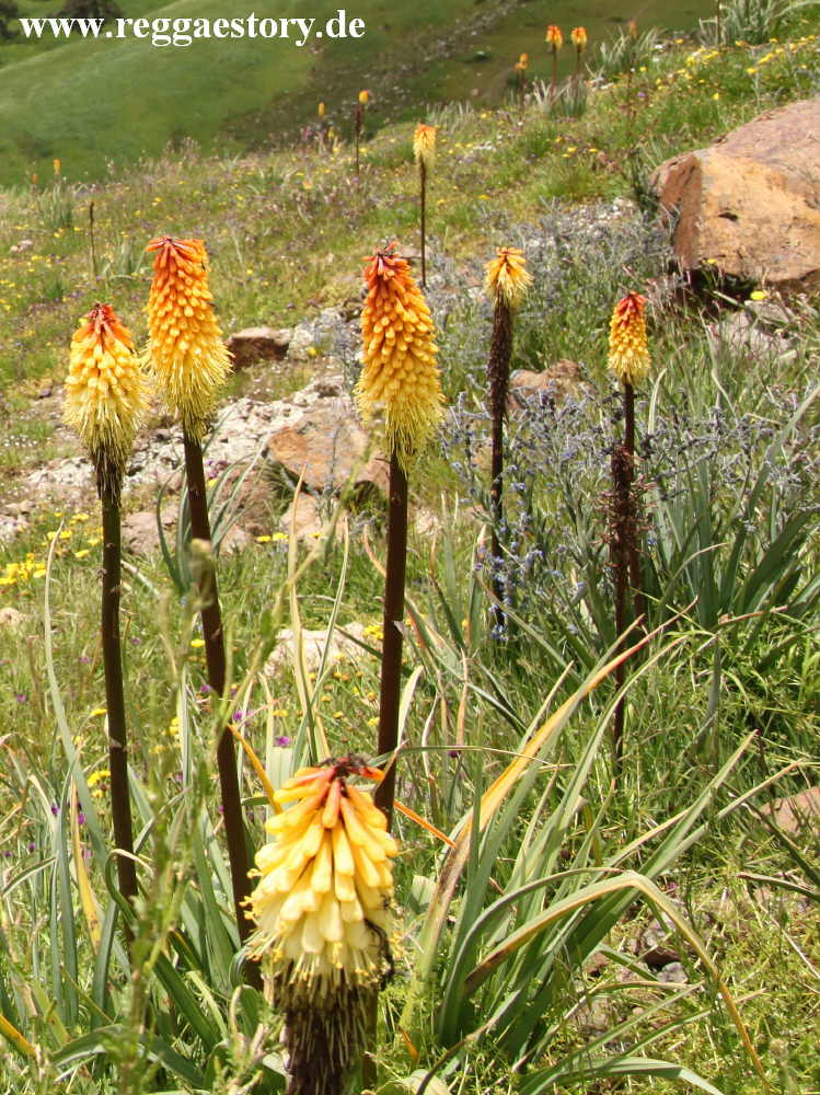 Ethiopia - Oromia - Fackellilie