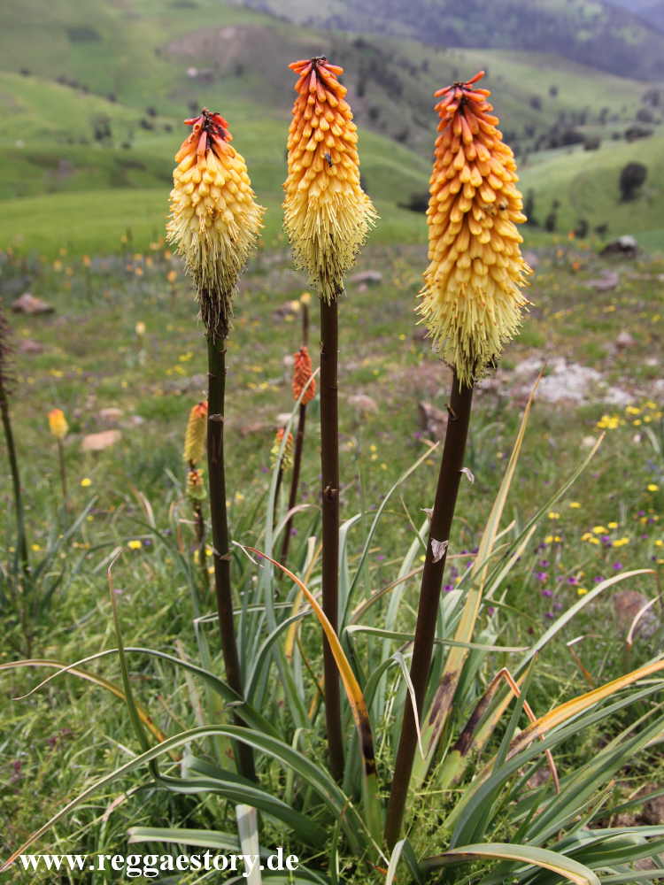 Ethiopia - Oromia - Fackellilie