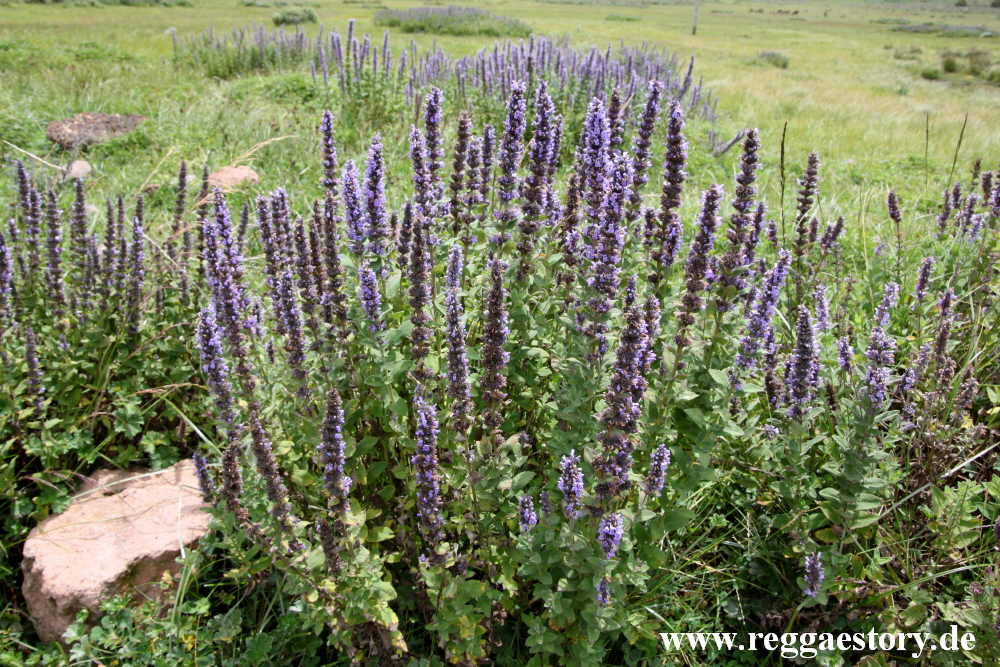 Ethiopia - Oromia - Gaysay Grassland