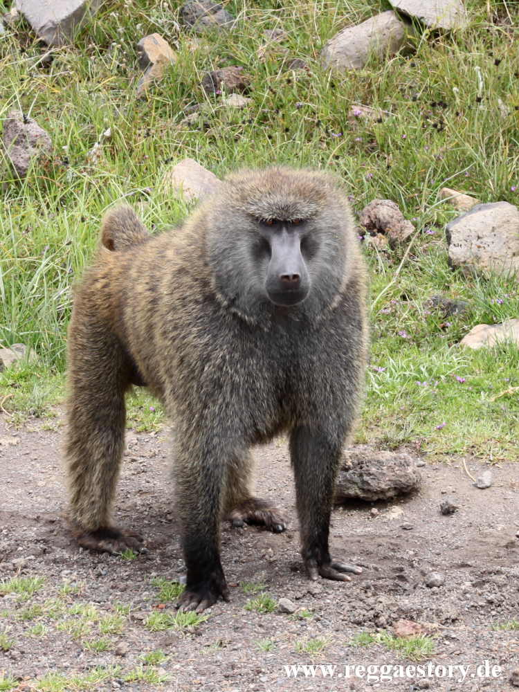 Ethiopia - Oromia - Gaysay Grassland - Anubispavian