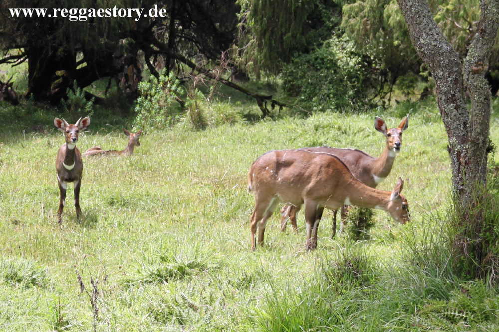 Ethiopia - Oromia - Bale Mountains Nationalpark - Dinsho - Nyala