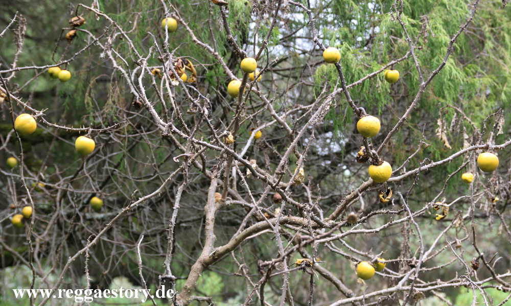 Ethiopia - Oromia - Bale Mountains Nationalpark - Dinsho