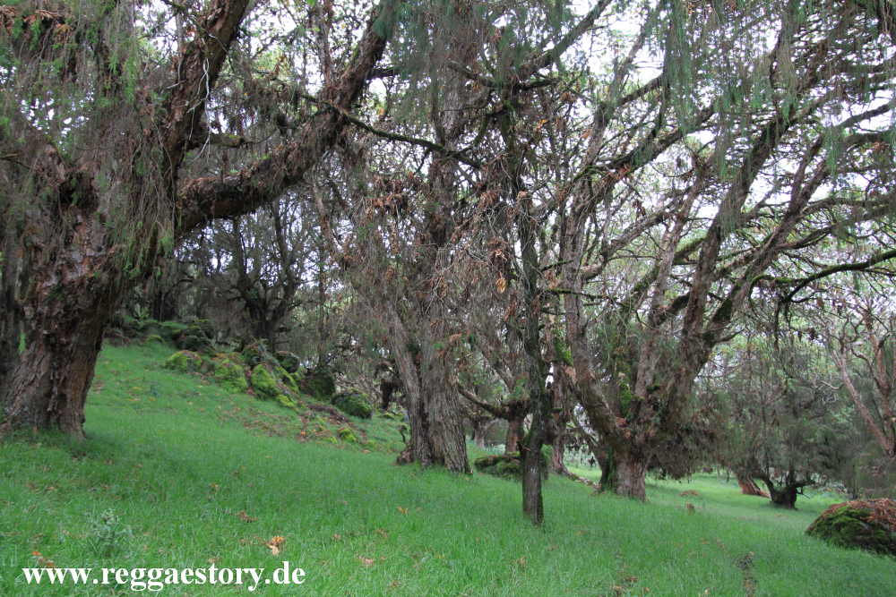 Ethiopia - Oromia - Bale National Park - Dinsho