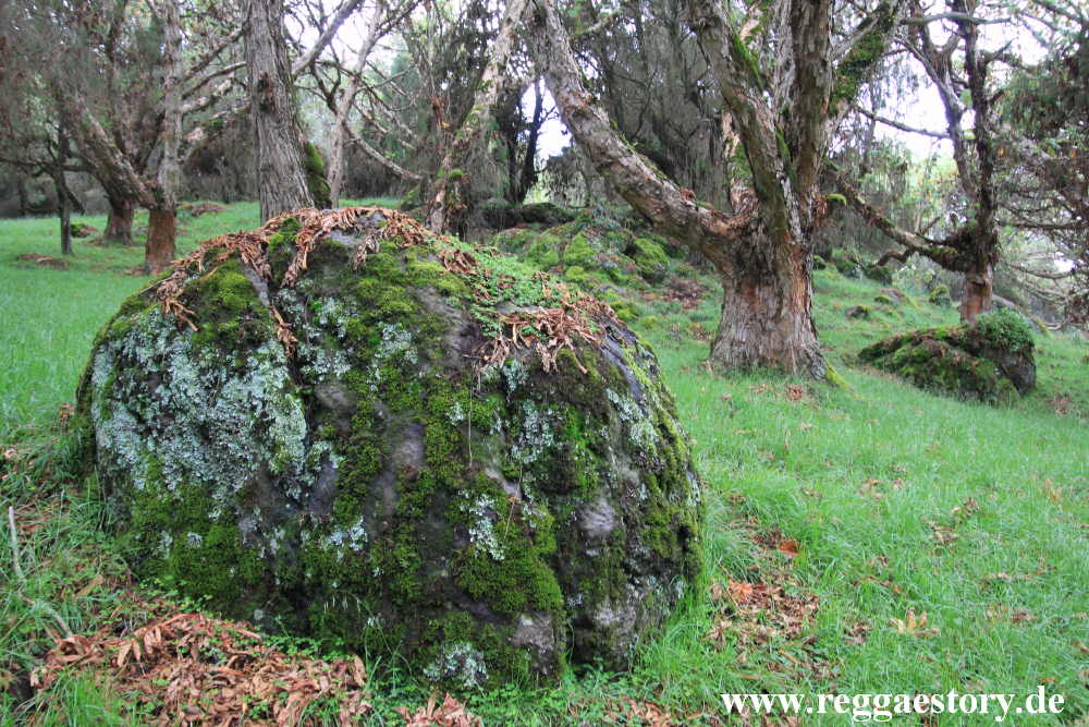 Ethiopia - Oromia - Bale National Park - Dinsho