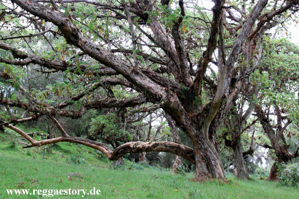 Ethiopia - Oromia - Bale National Park - Dinsho