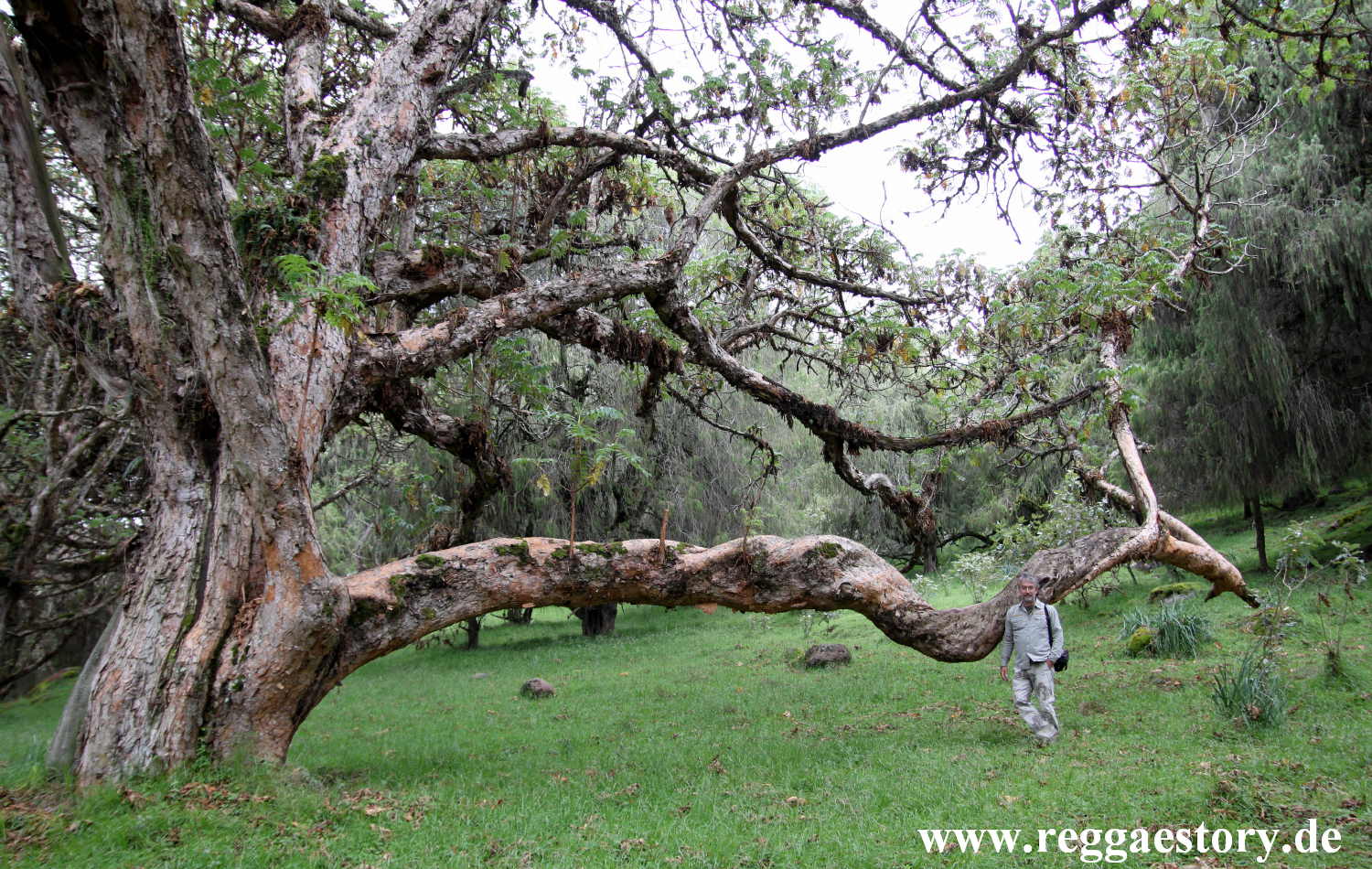Ethiopia - Oromia - Bale National Park - Dinsho