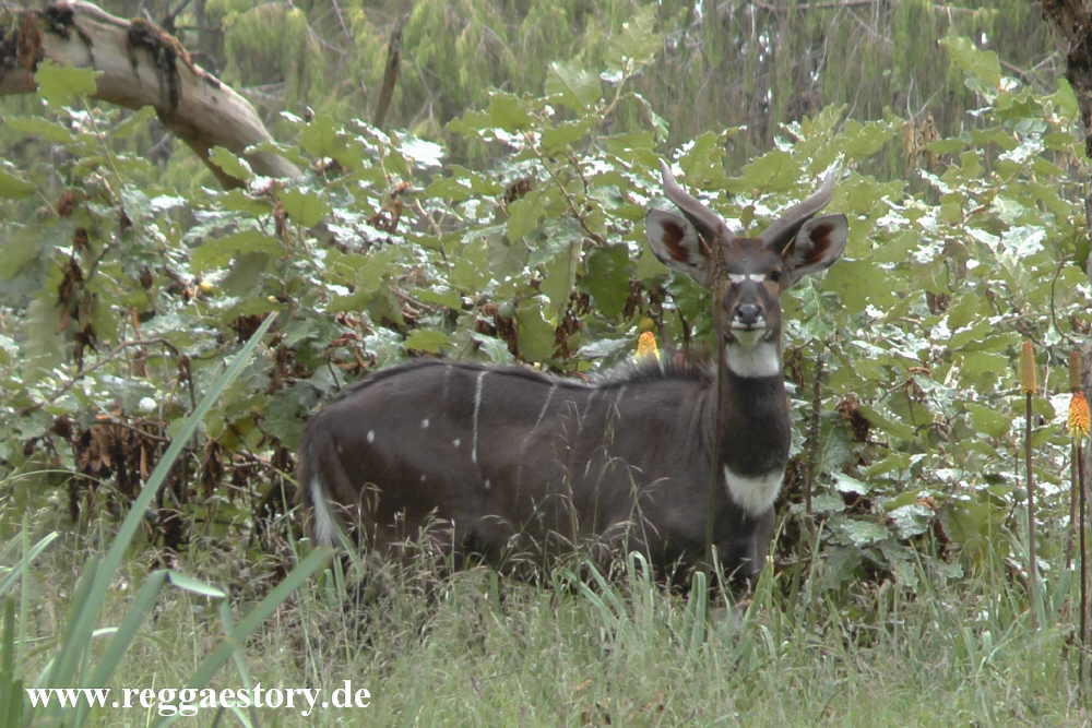 Ethiopia - Oromia - Bale Mountains Nationalpark - Dinsho - Nyala