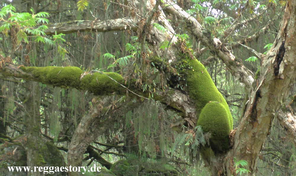 Ethiopia - Oromia - Bale National Park - Dinsho