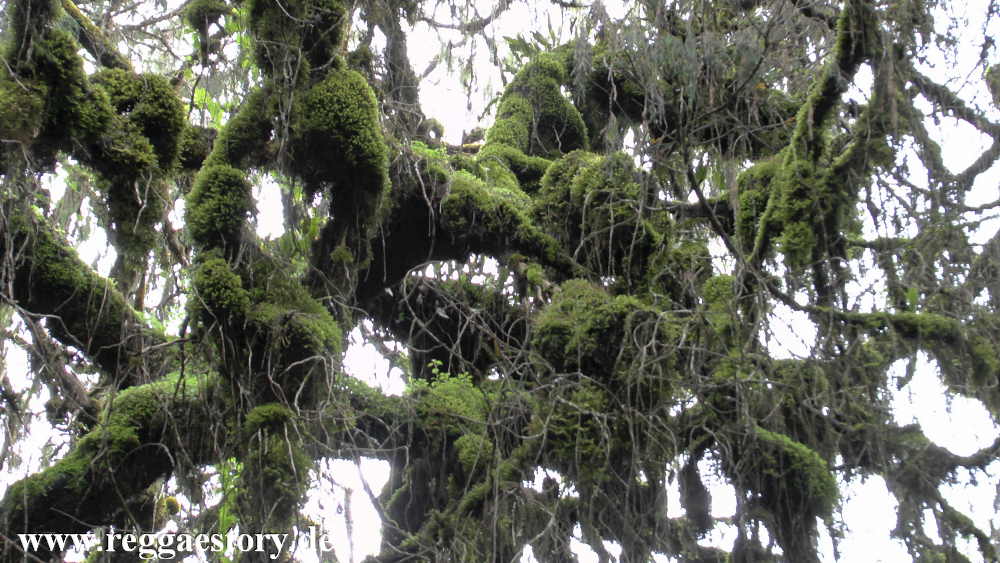 Ethiopia - Oromia - Bale National Park - Dinsho