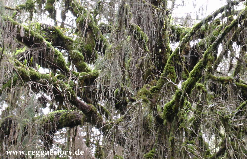 Ethiopia - Oromia - Bale National Park - Dinsho
