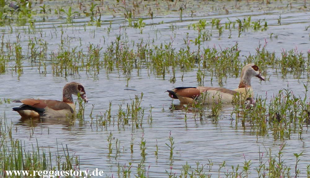 Nilgans