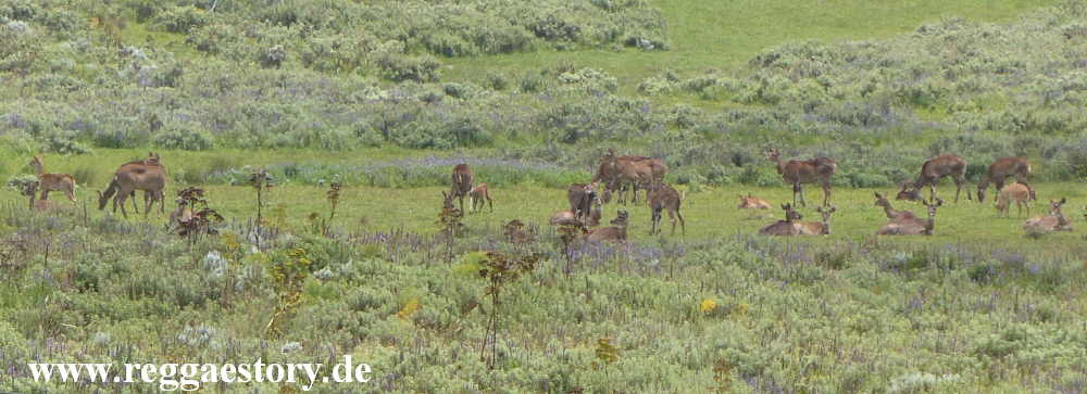 Ethiopia - Oromia - Gaysay Grassland - Nyala