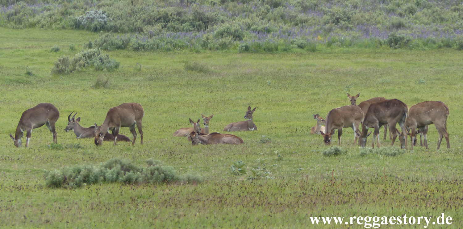 Ethiopia - Oromia - Gaysay Grassland