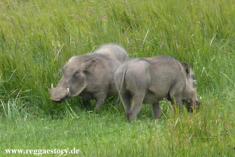 Ethiopia - Oromia - Gaysay Grassland - Warzenschwein
