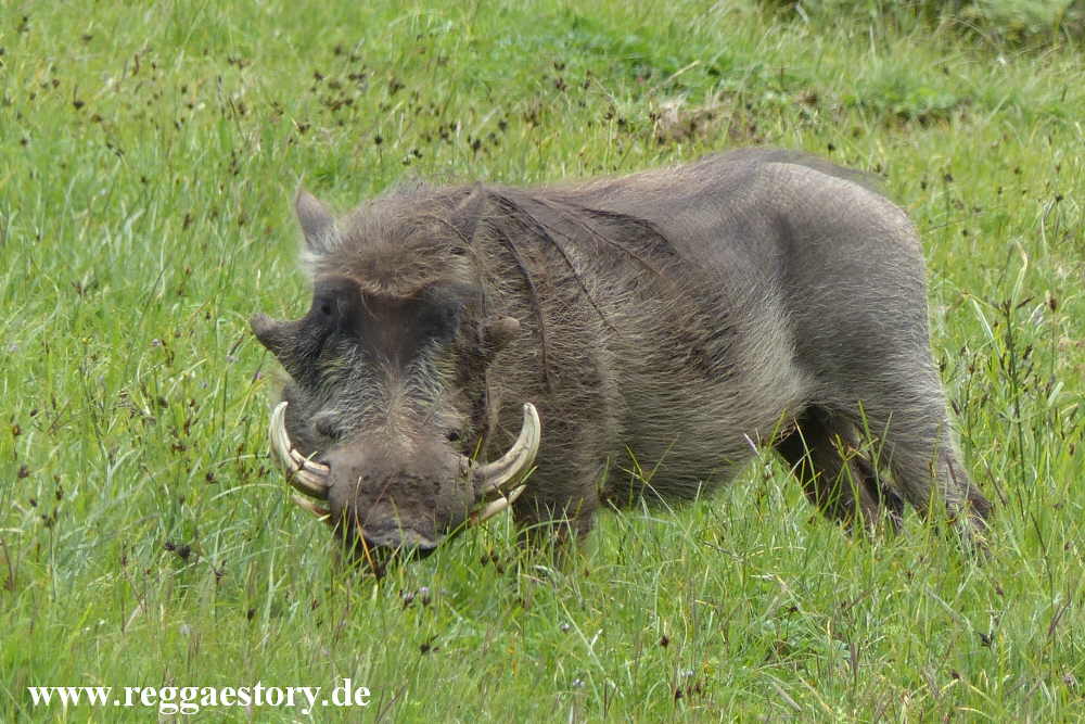 Ethiopia - Oromia - Gaysay Grassland - Warzenschwein