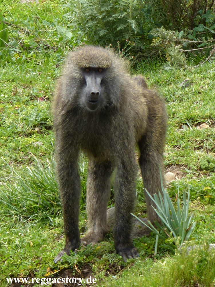 Ethiopia - Oromia - Gaysay Grassland - Anubispavian