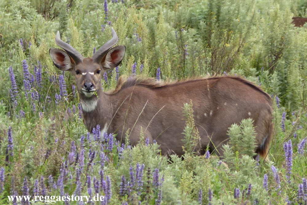 Ethiopia - Oromia - Gaysay Grassland - Nyala