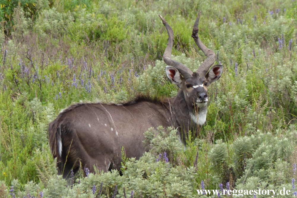 Ethiopia - Oromia - Gaysay Grassland - Nyala