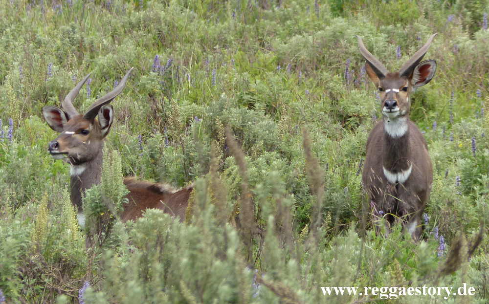 Ethiopia - Oromia - Gaysay Grassland - Nyala