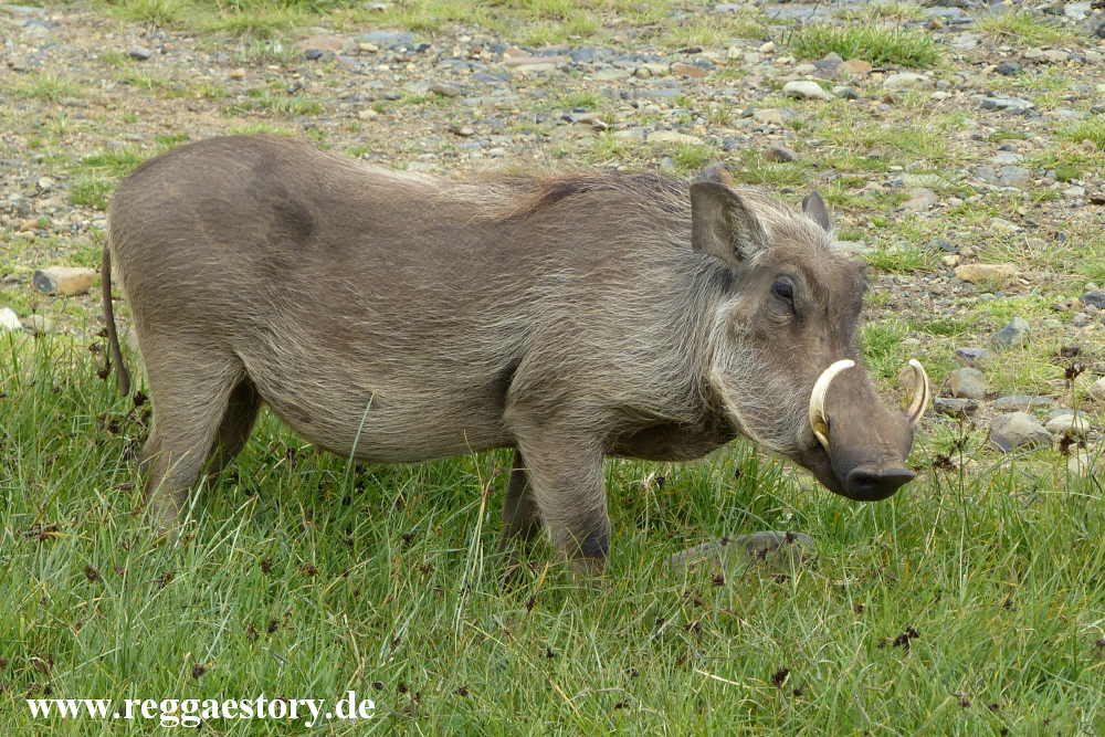 Warzenschwein