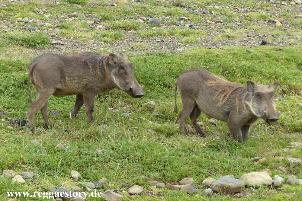 Ethiopia - Oromia - Gaysay Grassland - Warzenschwein
