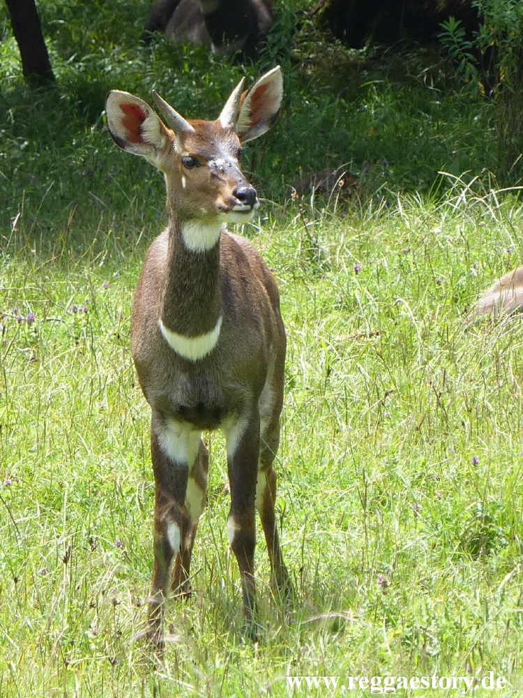 Ethiopia - Oromia - Bale Mountains Nationalpark - Dinsho - Nyala