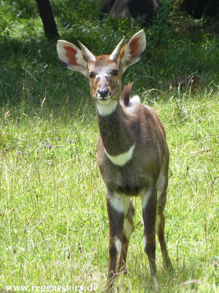 Ethiopia - Oromia - Bale Mountains Nationalpark - Dinsho - Nyala