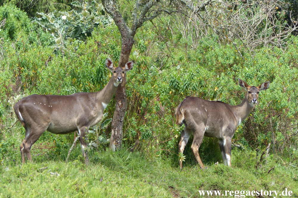 Ethiopia - Oromia - Bale Mountains Nationalpark - Dinsho - Nyala