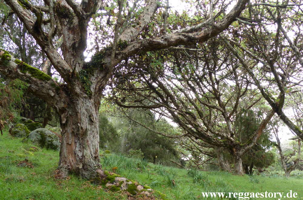 Ethiopia - Oromia - Bale National Park - Dinsho