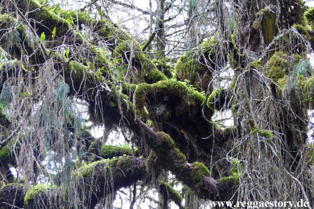 Ethiopia - Oromia - Bale National Park - Dinsho