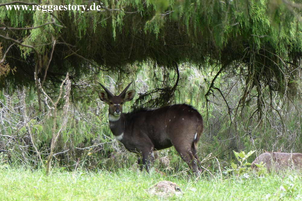 Ethiopia - Oromia - Bale Mountains Nationalpark - Dinsho - Nyala