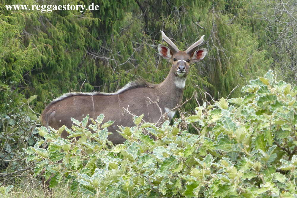 Ethiopia - Oromia - Bale Mountains Nationalpark - Dinsho - Nyala