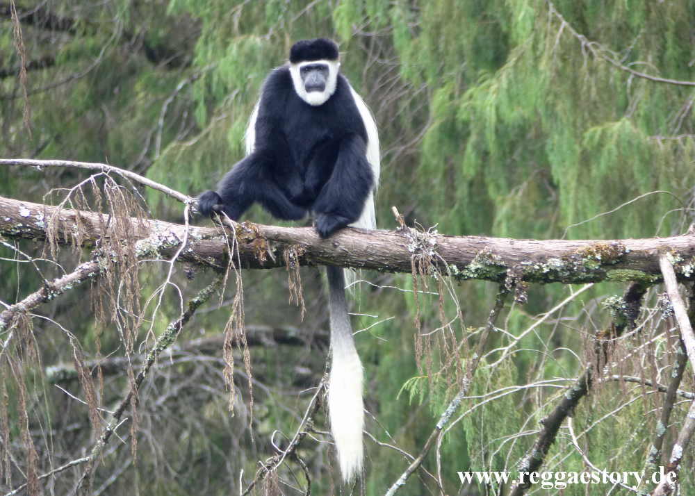 Ethiopia - Oromia - Bale National Park - Dinsho - Colobus Monkey