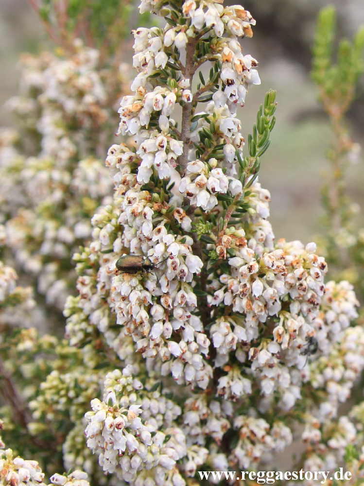 Ethiopia - Bale Mountains - Sanetti Plateau - Tuluke Viewpoint - Plant