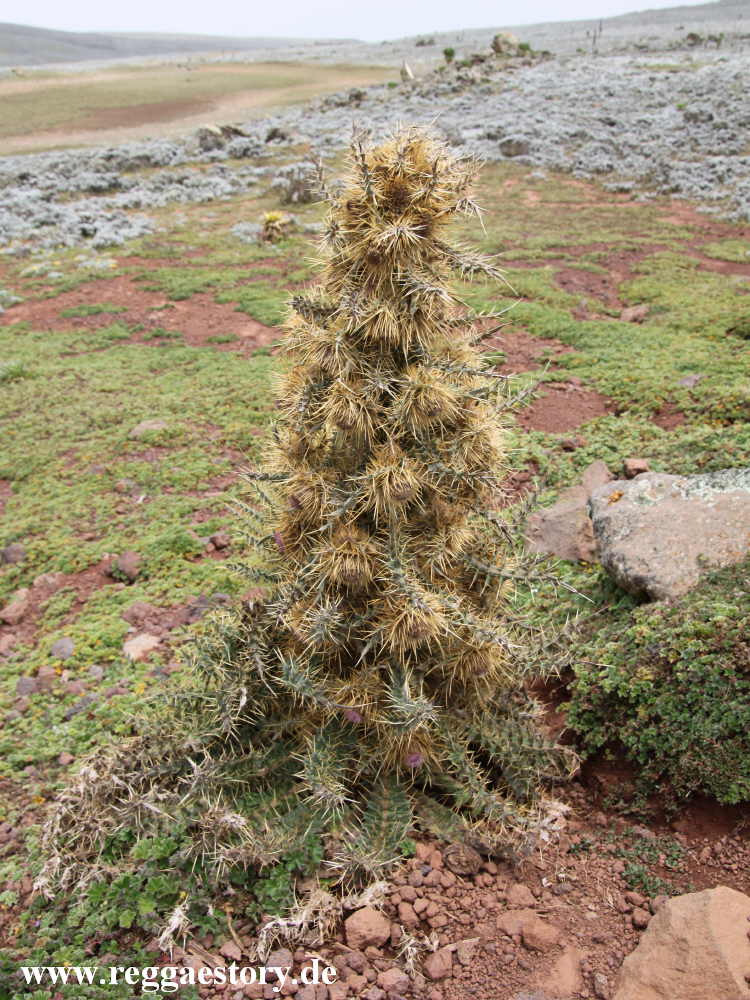 Ethiopia - Bale Mountains - Sanetti Plateau - Distel