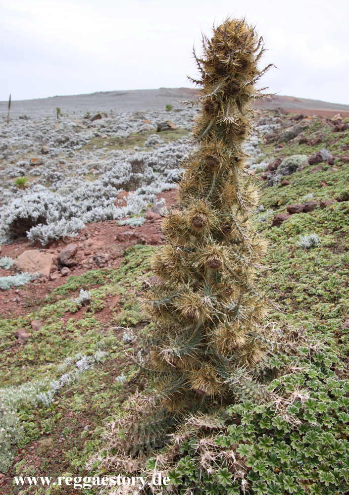 Ethiopia - Bale Mountains - Sanetti Plateau - Distel