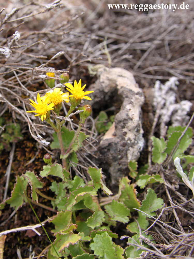 Ethiopia - Bale Mountains - Sanetti Plateau - Plant