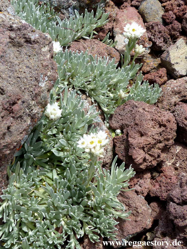 Ethiopia - Bale Mountains - Sanetti Plateau - Plant