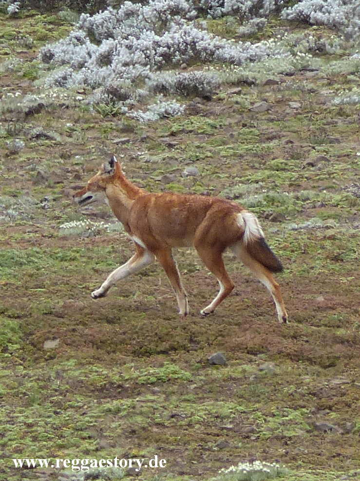 Ethiopia - Bale Mountains - The Ethiopian Wolf