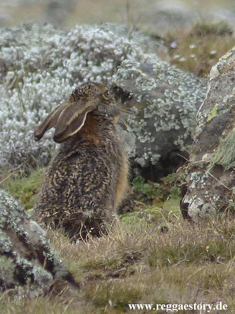 Ethiopia - Bale Mountains - Sanetti Plateau - Rabbit