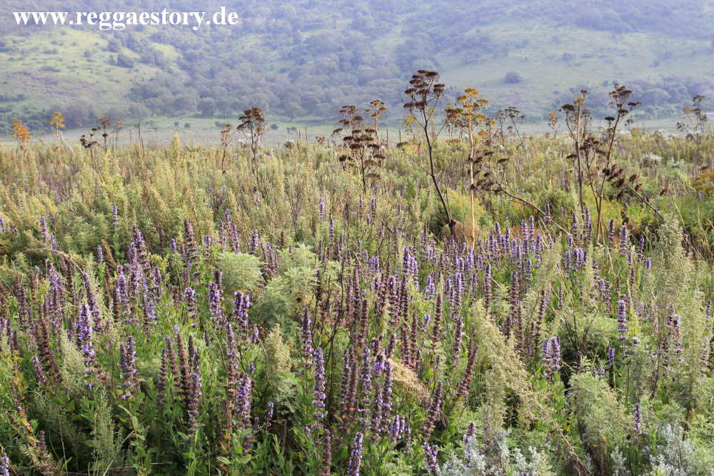 Ethiopia - Oromia - Gaysay Grassland