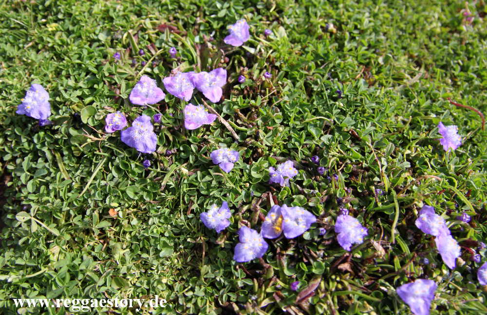 Ethiopia - Oromia - Gaysay Grassland - Plant