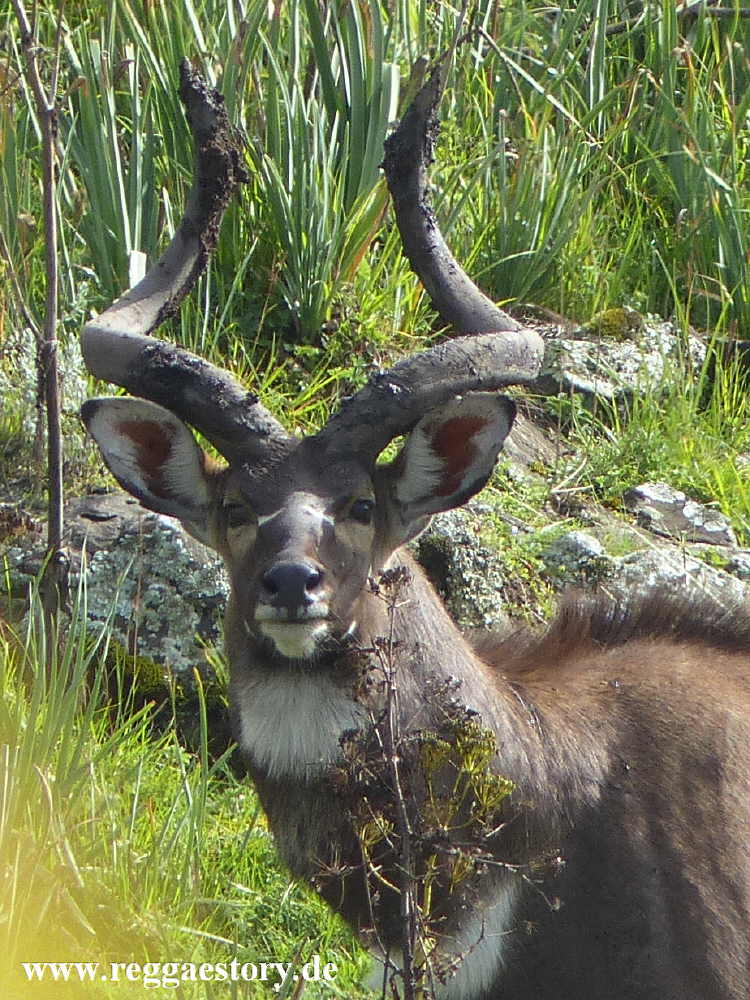 Mountain Nyala