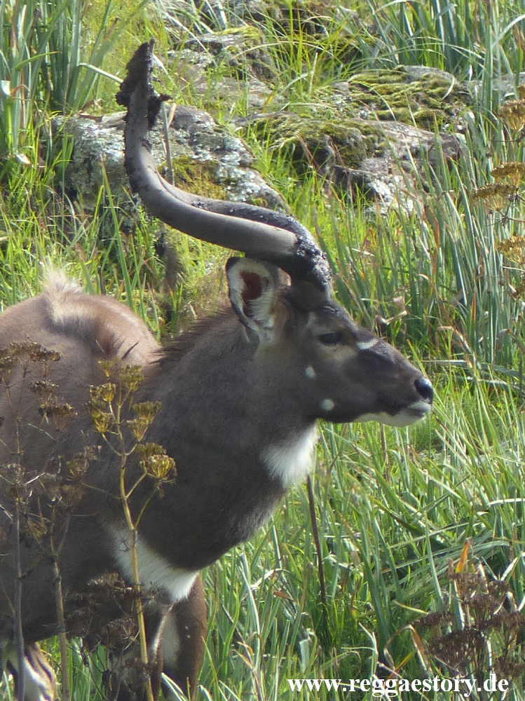 Ethiopia - Oromia - Gaysay Grassland - Mountain Nyala