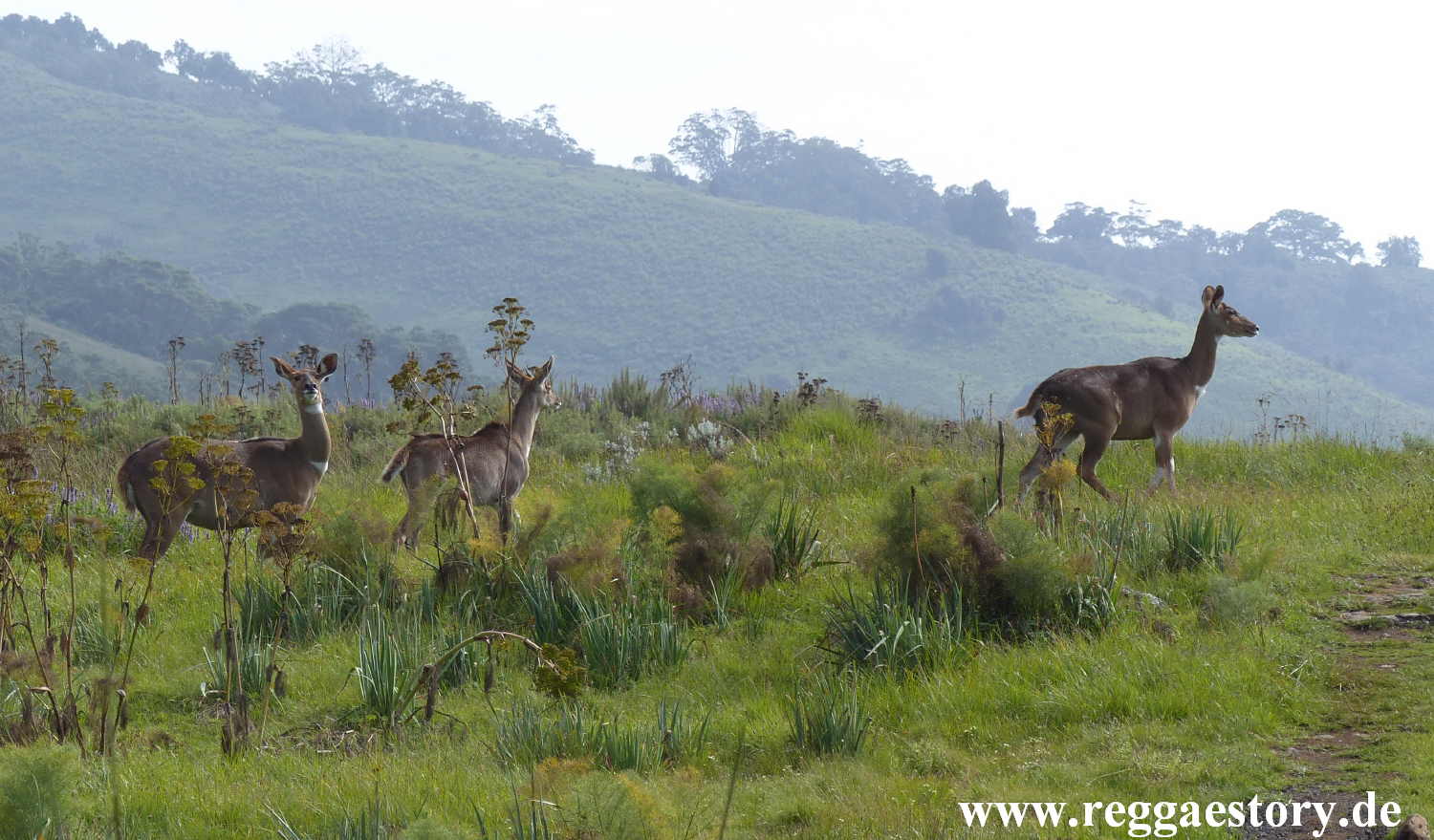 Ethiopia - Oromia - Gaysay Grassland - Mountain Nyala