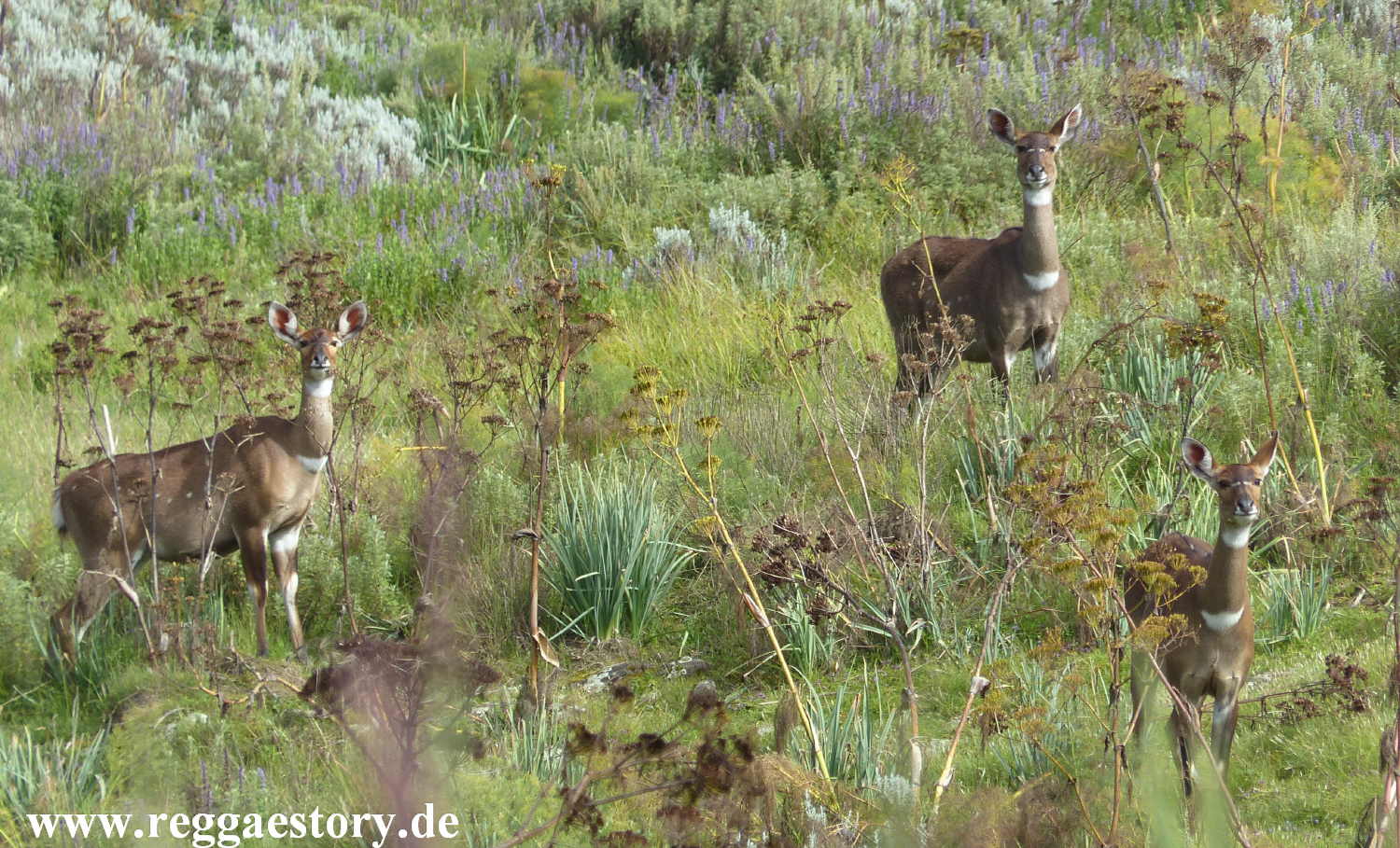 Ethiopia - Oromia - Gaysay Grassland - Mountain Nyala