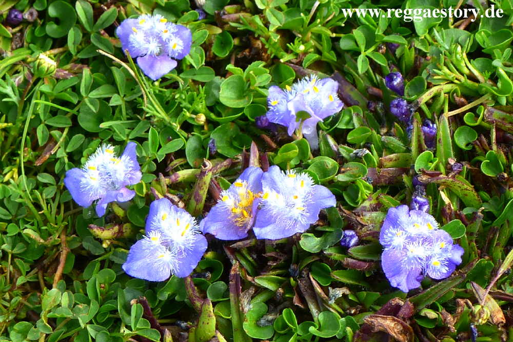 Ethiopia - Oromia - Gaysay Grassland - Plant