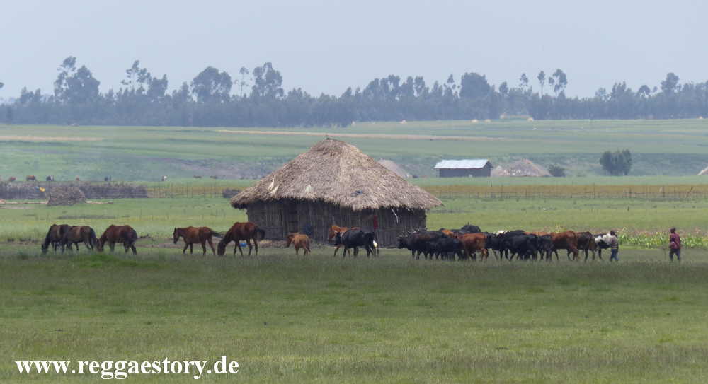 Ethiopia - Oromia - Bekoji / Assela